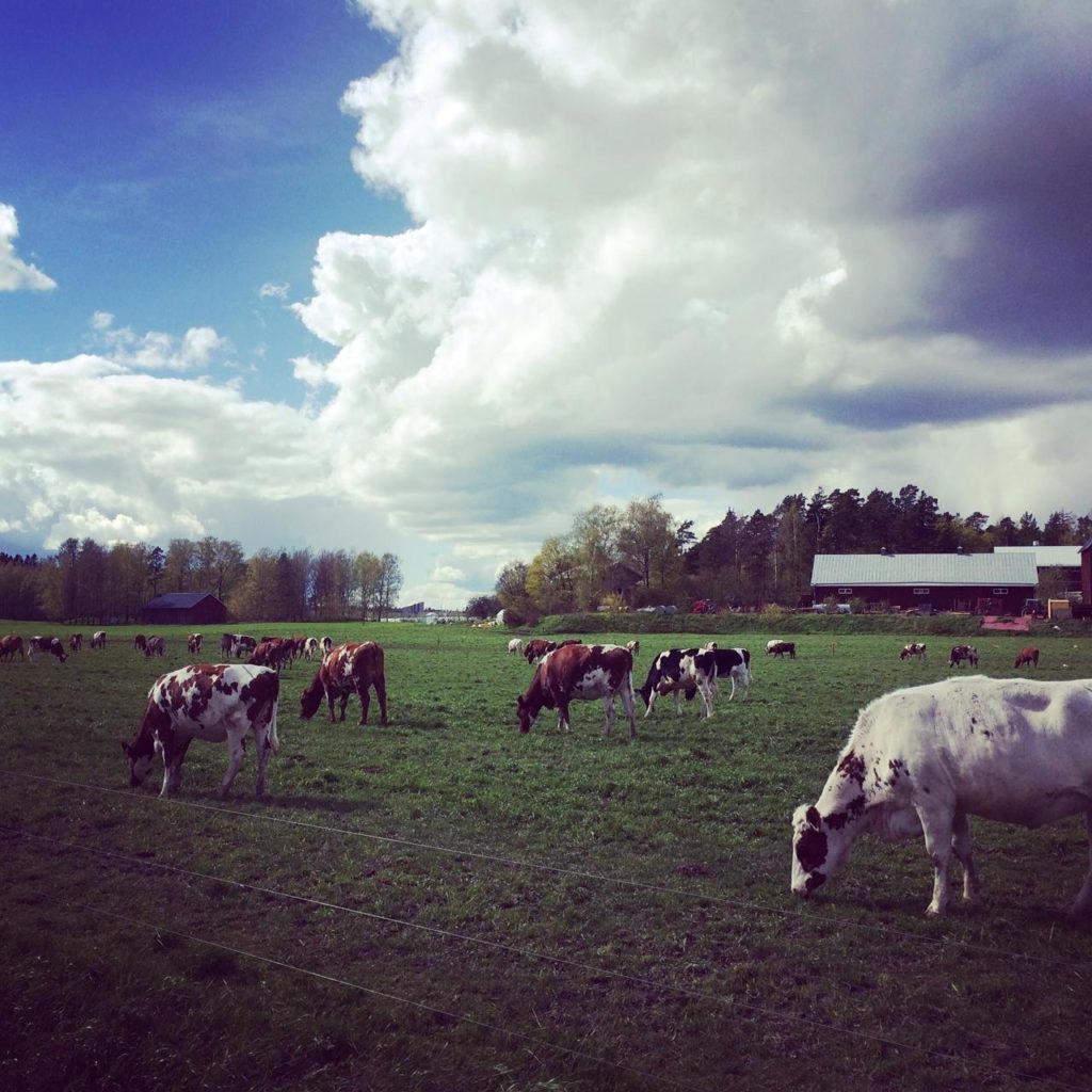 Lehmiä kaupungissa! Helsingin Viikissä bongaat nämä upeudet. 