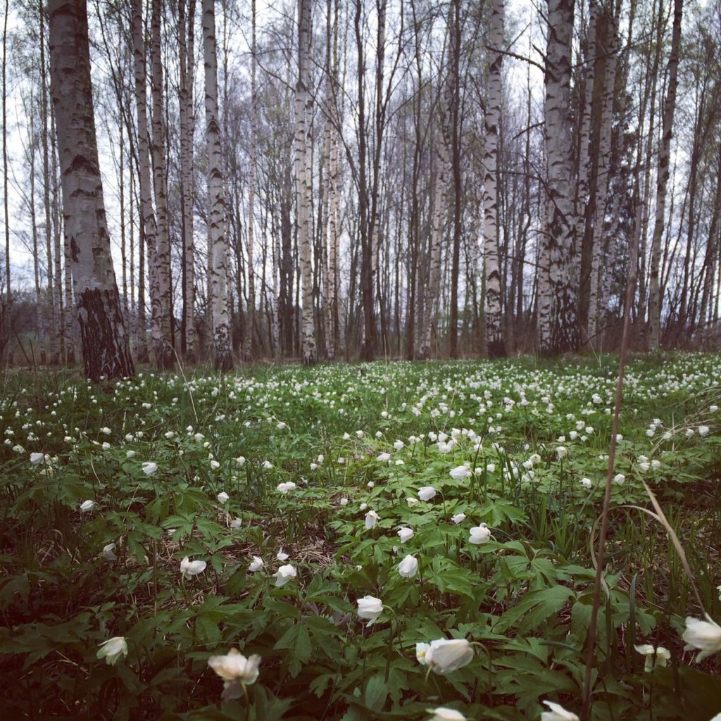 Niin kaunista, että pyörryttää! Ja vieläpä ilmaista kaunista!