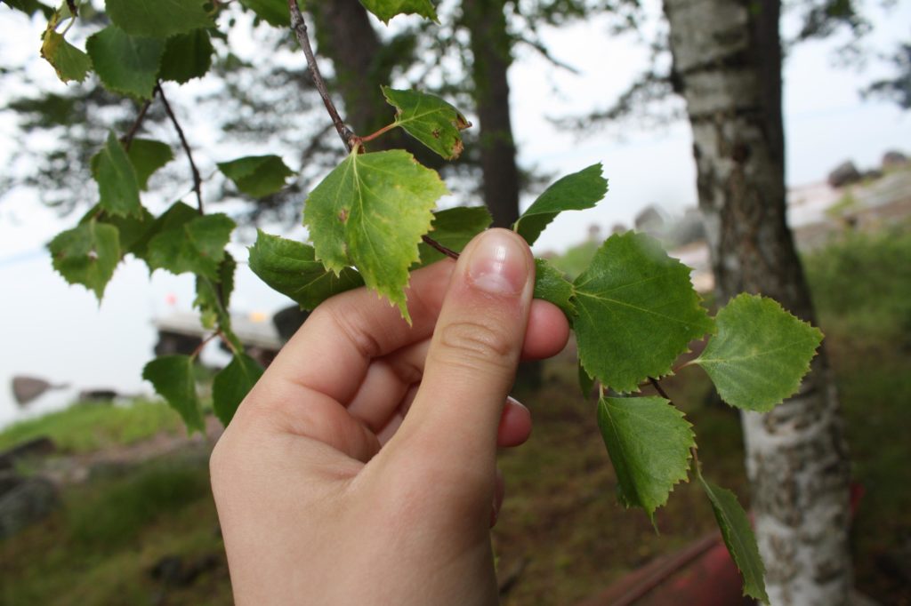 Suomen kesä. Paljon vettä! Ainakin on vehreää. 