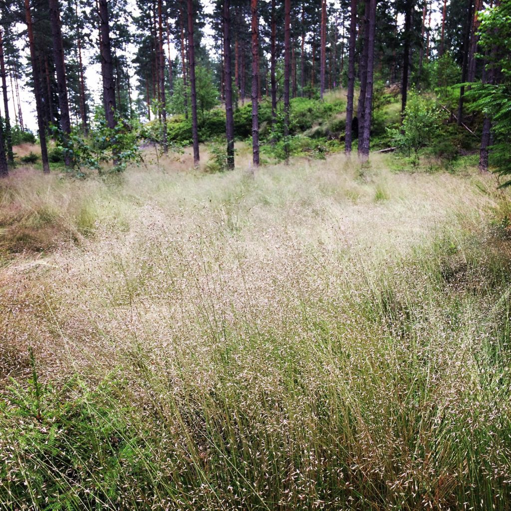 Kun ahdistaa, menen metsään. Tai merelle. 